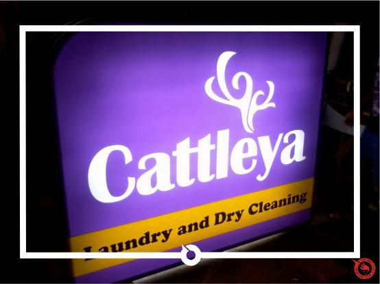 CATTLEYA