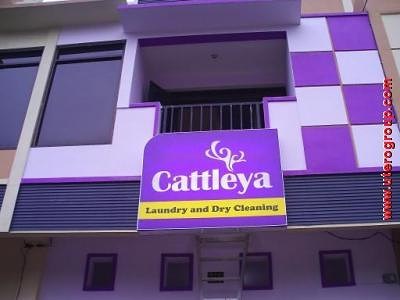 Neon Box Cattleya